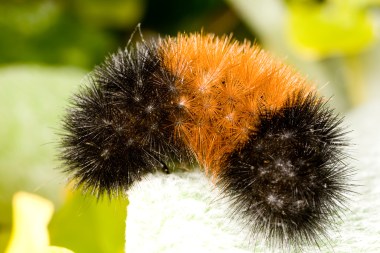 Woolly bear caterpillar
